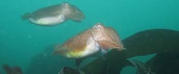 Image result for Torbay Sub-Aqua Club