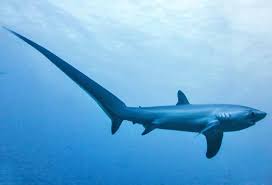 Image result for Alopias superciliosus