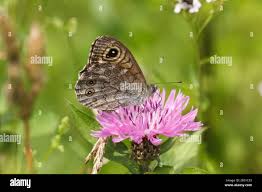 Attēlu rezultāti vaicājumam “Lasiommata maera upperside”