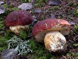 Attēlu rezultāti vaicājumam “Boletus pinophilus”