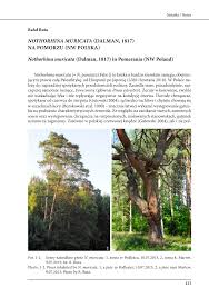 Attēlu rezultāti vaicājumam “Nothorhina punctata”