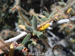 Attēlu rezultāti vaicājumam “Libanotis montana leaf”