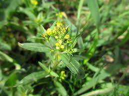 Attēlu rezultāti vaicājumam “Erysimum hieracifolium leaf”