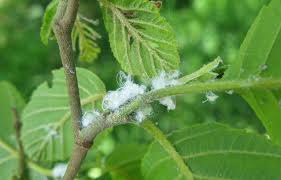 Attēlu rezultāti vaicājumam “Psylla alni nymph”