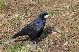 Attēlu rezultāti vaicājumam “Corvus frugilegus adult”