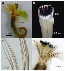 Attēlu rezultāti vaicājumam “Amaurochaete fusiformis”