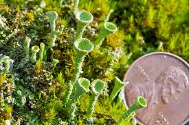 Attēlu rezultāti vaicājumam “Cladonia fimbriata”