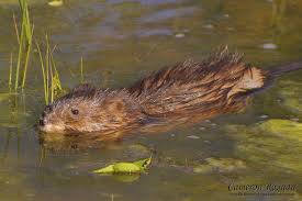 Attēlu rezultāti vaicājumam “Ondatra zibethicus”