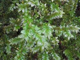 უწმიდესი და უნეტარესი, სრულიად საქართველოს კათოლიკოს-პატრიარქი ილია II