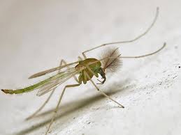 Attēlu rezultāti vaicājumam “Chironomidae imago”