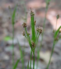 Attēlu rezultāti vaicājumam “Luzula multiflora”
