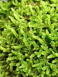 Attēlu rezultāti vaicājumam “Hypnum cupressiforme var. lacunosum”