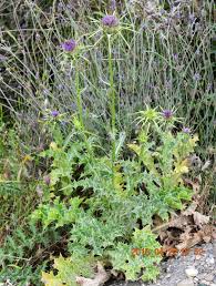 Image result for Silybum marianum