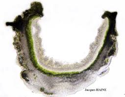 Attēlu rezultāti vaicājumam “Hypotrachyna sp.”