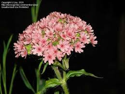 Image result for Lychnis chalcedonica `Dusky Salmon`