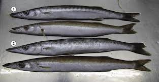 Image result for Sphyraena viridensis