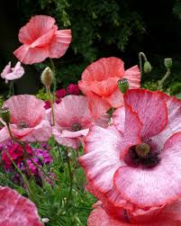 Attēlu rezultāti vaicājumam “Papaver rhoeas”