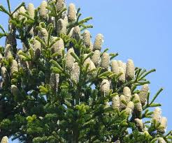 Attēlu rezultāti vaicājumam “Abies”