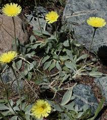 Image result for Hieracium pilosella
