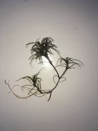 Attēlu rezultāti vaicājumam “Najas minor”