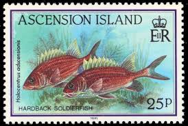 Image result for Holocentrus adscensionis