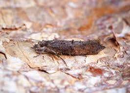 Attēlu rezultāti vaicājumam “Ypsolopha scabrella”