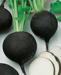 Image result for Rettich