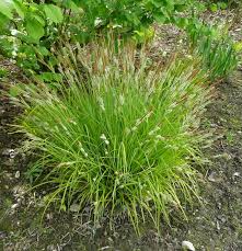 Attēlu rezultāti vaicājumam “Carex elata flower”