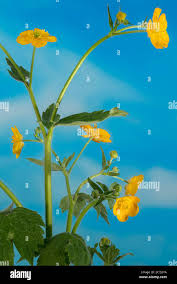 Attēlu rezultāti vaicājumam “Ranunculus lanuginosus flower”