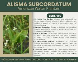 Attēlu rezultāti vaicājumam “Alisma gramineum”