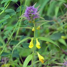 Attēlu rezultāti vaicājumam “Melampyrum nemorosum flower”