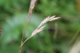 Attēlu rezultāti vaicājumam “Brachypodium sylvaticum leaf”