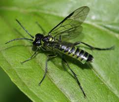 Attēlu rezultāti vaicājumam “Tenthredo campestris”