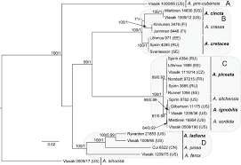 Attēlu rezultāti vaicājumam “Antrodia crassa”
