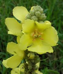 Image result for Verbascum densiflorum