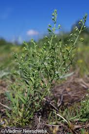 Attēlu rezultāti vaicājumam “Thesium ebracteatum leaf”