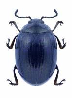 Attēlu rezultāti vaicājumam “Phaedon cochleariae”