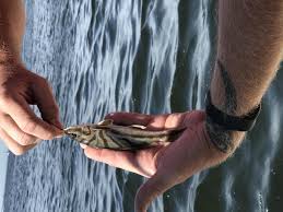 Image result for Menticirrhus saxatilis