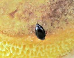 Attēlu rezultāti vaicājumam “Grypocoris sexguttatus imago”