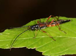 Attēlu rezultāti vaicājumam “Necydalis major”