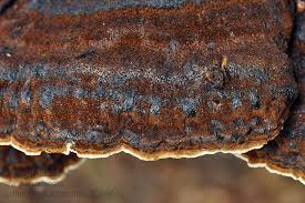 Attēlu rezultāti vaicājumam “Ischnoderma benzoinum”