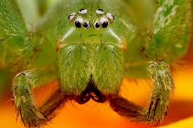 Attēlu rezultāti vaicājumam “Micrommata virescens”