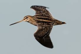 Image result for Gallinago delicata