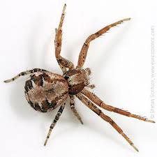 Attēlu rezultāti vaicājumam “Xysticus cristatus”