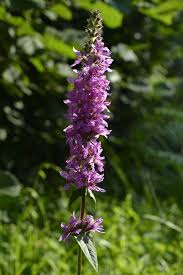 Image result for Lythrum salicaria