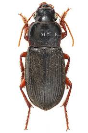 Attēlu rezultāti vaicājumam “Pseudoophonus rufipes”