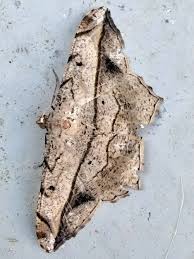 Attēlu rezultāti vaicājumam “Thetidia smaragdaria”