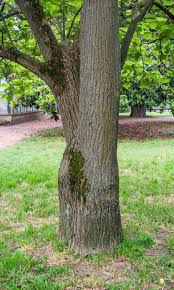 Attēlu rezultāti vaicājumam “Catalpa ovata”