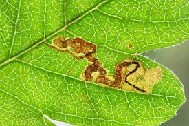 Attēlu rezultāti vaicājumam “Gracillaria syringella larva”