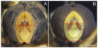 Attēlu rezultāti vaicājumam “Xanthogramma sp.”